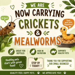 Now Carrying Crickets and Mealworms