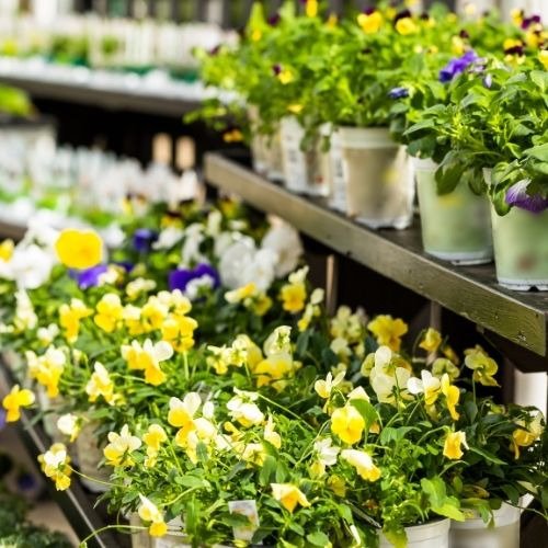 Garden Seeds, Flowers, Vegetable Plants, Herbs, Hanging Baskets, Fall