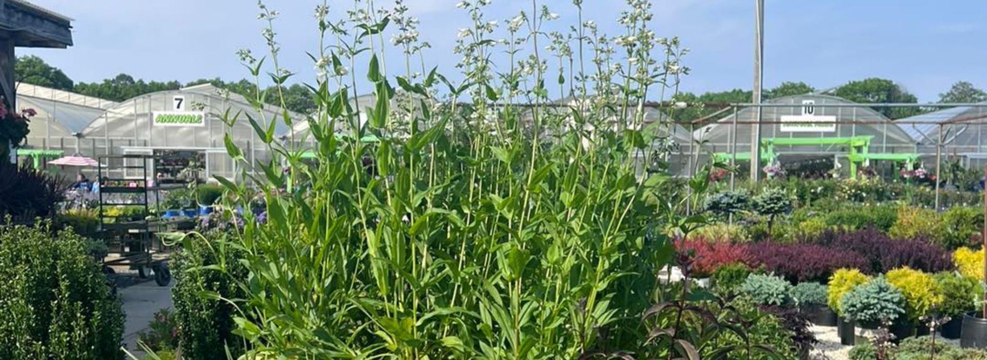 Bobs Garden Center, Garden Center South Jersey, Plant Nursery South