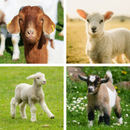 Lamb and Goats Fair