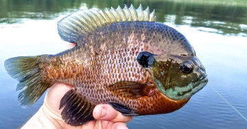 Pond Fish Restocking