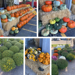 Tons Of Mums And Pumpkins In Stock!!!!
