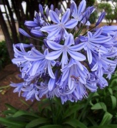 Agapanthus (Lily of the Nile)