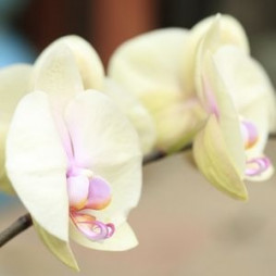 Orchids