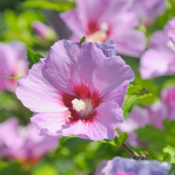 Rose of Sharon (Althea)