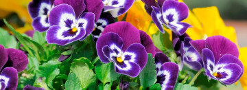 Pansy Perfection