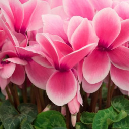 Cyclamen