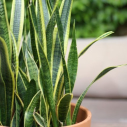 Snake Plant