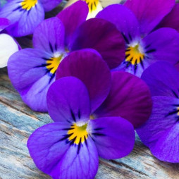 Violas     