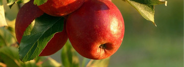 The Apple of Your Eye!