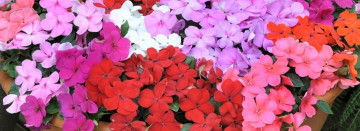 Impatient for Impatiens?