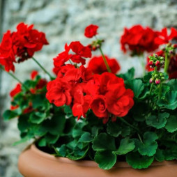 Geraniums 