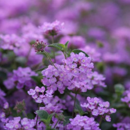 Lantana 