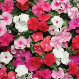 Vinca