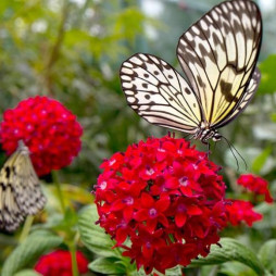 Pentas
