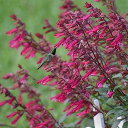 Salvia