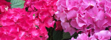 Happy Hydrangeas