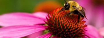 Coneflower Power