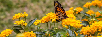 Lantana Love