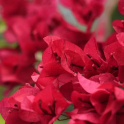 Bougainvillea
