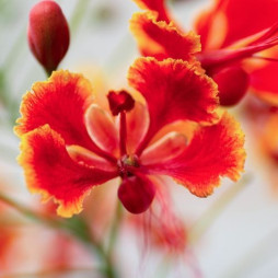 Pride of Barbados 