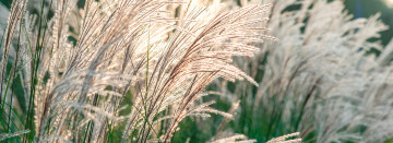 Wispy Wonders