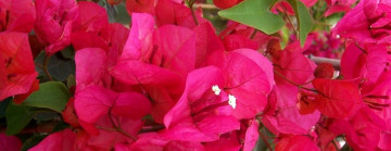 All Bougainvillea -  30% Off