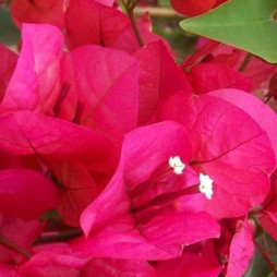 All Bougainvillea -  30% Off