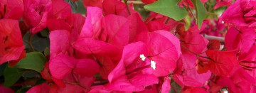 All Bougainvillea -  30% Off