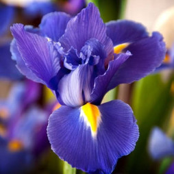 Irises
