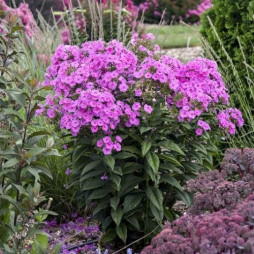 Phlox