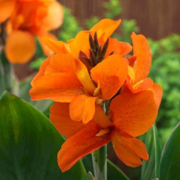 Canna Lilies