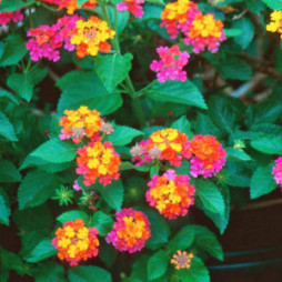 Lantana 