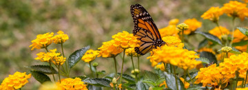 Lantana Love