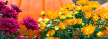 Mums The Word