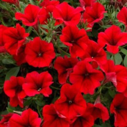 Pentunias