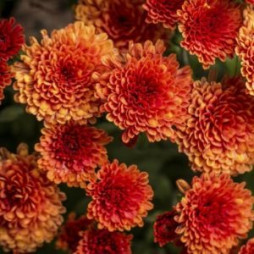 Chrysanthemums