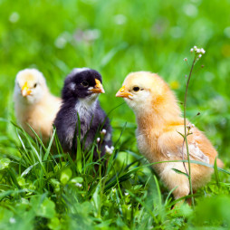 2026 Chick & Poultry Orders