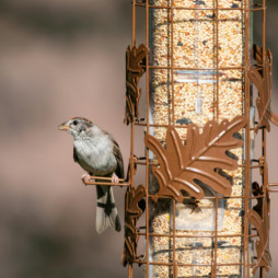 2025 Advanced Order Bird Seed Sale