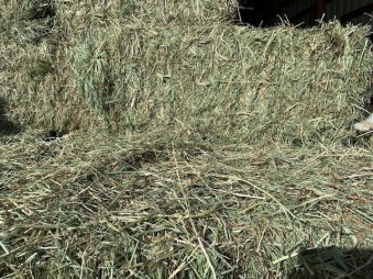 Mountain Timothy Grass Hay