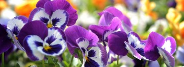 Spring Pansies are Available Now!