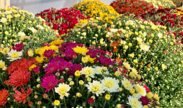 Fall is for MUMS!
