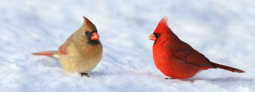 Feed the Birds All Winter