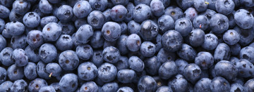 Farm Fresh Blueberries Now in Season!