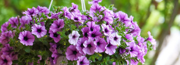 Shop our beautiful hanging baskets today!