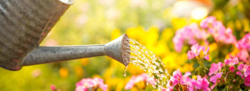 Summer Plant Watering Tips