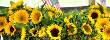 Fresh Cut Sunflower Bouquets are here!