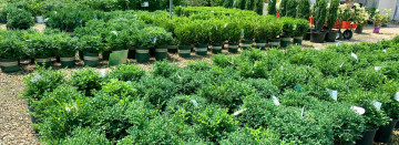Southwest Michigan's Largest Selection of Trees & Shrubs!