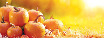 Celebrate Fall at Sawyer Home & Garden Center