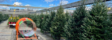 Shop Premium, Fresh-Cut Christmas Trees!